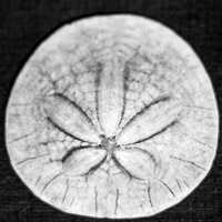 a picture of a sand dollar